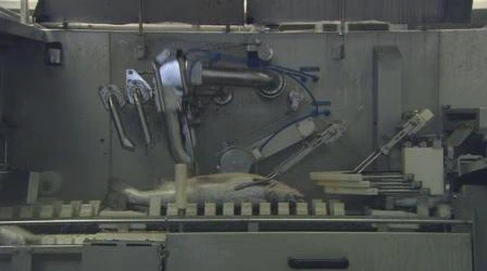 鱼在被“自动解剖”