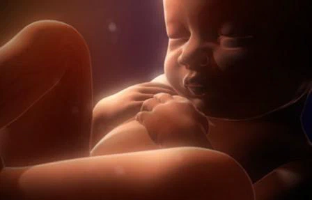 picture from National.geographic.in.the.womb